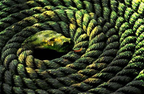 Rope-Snake Analogy Using Logic: How Falsehood Becomes Truth